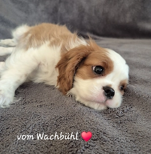 Wunderschöne Cavalier King Charles Spaniel Welpen 