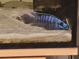 Sciaenochromis ahli fryeri 