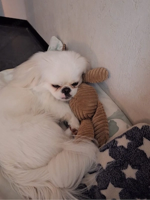 Pekinese Weiß 2 Jahre alt Namens Balou Bild 4
