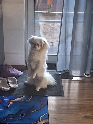 Pekinese Weiß 2 Jahre alt Namens Balou Bild 2