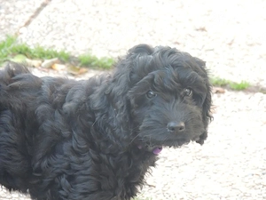 Zauberhafte  Cockerdoodle