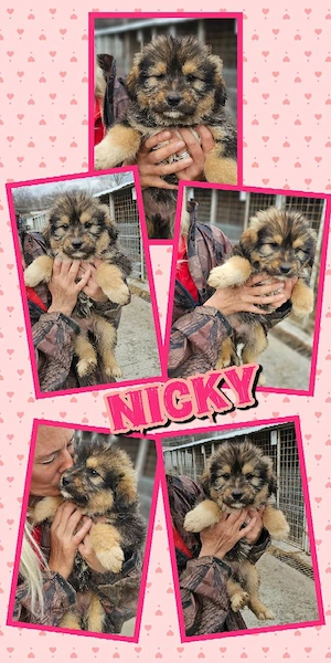 wunderschönes Welpenmädchen "Nicky" sucht ein liebevolles Zuhause 