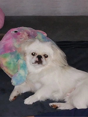 Pekinese Weiß 2 Jahre alt Namens Balou Bild 3