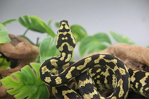 1.0 Teppichpython (Morelia Spilota) Cheynei Nr. 1 DNZ 2023