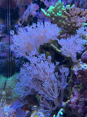 Pumpende Xenia umbellata