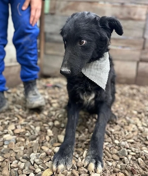 Chi Chi, bildhübscher, junger Mudi   Kroatischer Schäferhund Mischling, noch etwas ängstlich Bild 4