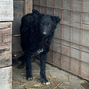 Chi Chi, bildhübscher, junger Mudi   Kroatischer Schäferhund Mischling, noch etwas ängstlich Bild 5