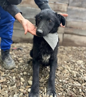 Chi Chi, bildhübscher, junger Mudi   Kroatischer Schäferhund Mischling, noch etwas ängstlich Bild 3