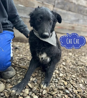 Chi Chi, bildhübscher, junger Mudi   Kroatischer Schäferhund Mischling, noch etwas ängstlich