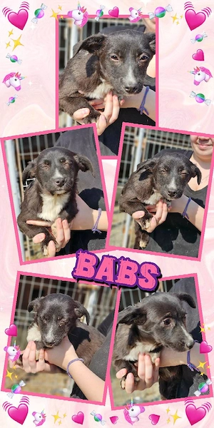 entzückendes Welpenmädchen "Babs" sucht ein liebevolles Zuhause 