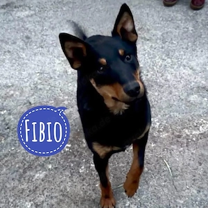Fibio, junger, lieber und katzenverträglicher Australian Kelpie Mix