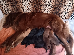 Malinois Mischlings Welpen 