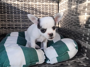 Tolle Chihuahua Mischung mit Abstammungsurkunde geimpft und gechipt