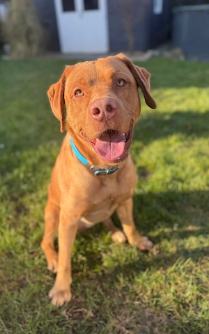 Hübscher Foxred Labrador Deckrüde Balou 