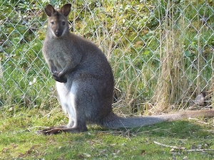 Bennett Känguru Bock