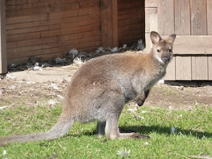 Bennett Känguru Bock Bild 2