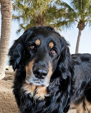 Hovawarthündin in liebevolle Hände abzugeben