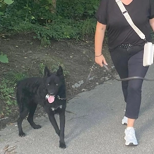 Chuck, gut erzogener und bildhübscher Kroatischer Schäferhund Bild 2
