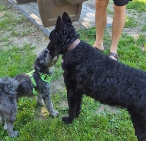 Chuck, gut erzogener und bildhübscher Kroatischer Schäferhund Bild 6