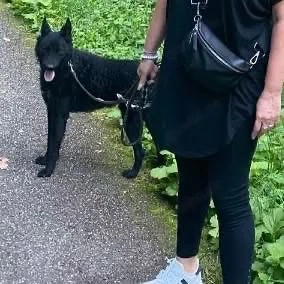 Chuck, gut erzogener und bildhübscher Kroatischer Schäferhund Bild 3