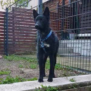 Chuck, gut erzogener und bildhübscher Kroatischer Schäferhund Bild 4