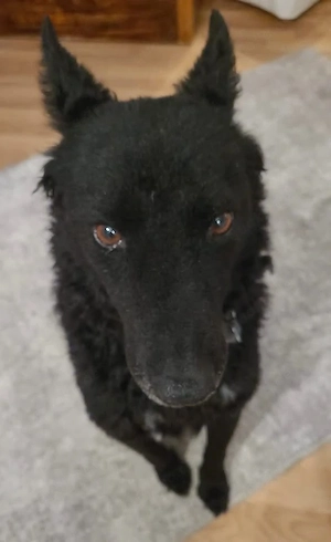 Chuck, gut erzogener und bildhübscher Kroatischer Schäferhund Bild 5