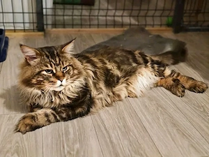 Liebevolles Maine-Coon-Kätzchen sucht ein neues Zuhause   