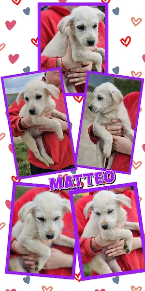 wunderschöner Welpenjunge "Matteo" sucht ein liebevolles Zuhause 