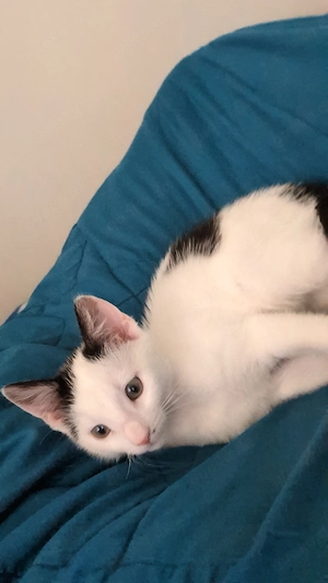 Süße Babykatzen zu verkaufen 