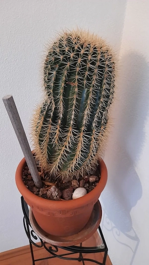 Großer Kugelkaktus zu verkaufen