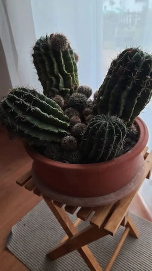 Kakteen, Königin der Nacht