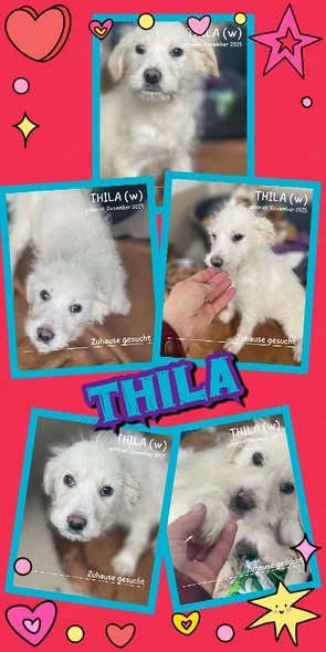 zuckersüßes Welpenmädchen "Thila" sucht ein neues liebevolles Zuhause 