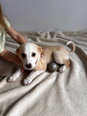    Kleiner heller Welpe sucht ein Zuhause