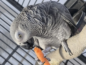 Graupapagei kongo in gute Hände abzugeben 