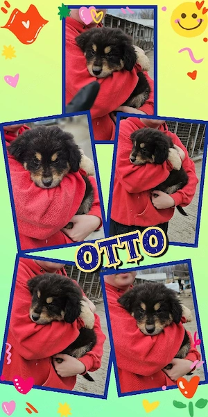 wunderschöner Welpenjunge "Otto" sucht ein neues liebevolles Zuhause 