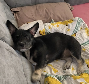 dringend ein neues Zuhause gesucht 