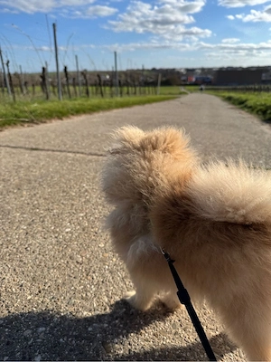 hundin zucht neues zuhasue   