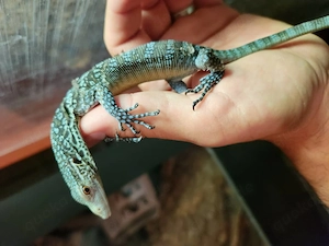 BIETE: 0.0.1 Varanus macraei