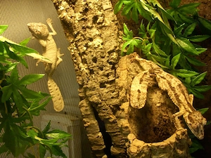 1.1 Uroplatus henkeli