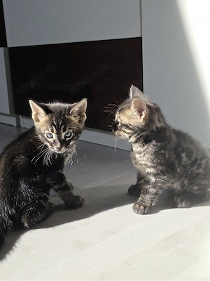 Bengal Kitten suchen ein zuhause