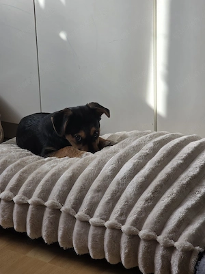 Luna sucht ein Zuhause 