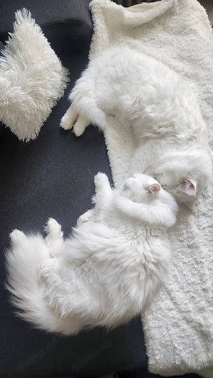 Türkische Angora in liebevolle Hände abzugeben 