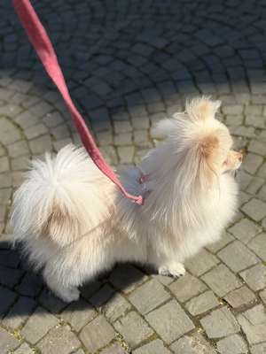 Pomeranian Zwergspitz
