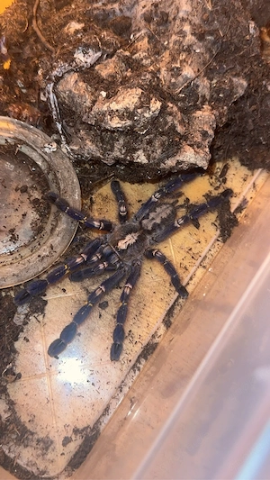 Poecilotheria metallica