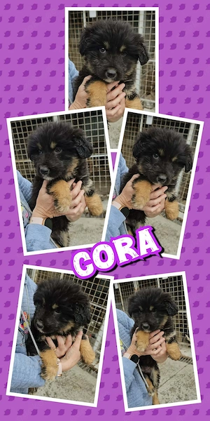 bezauberndes Welpenmädchen "Cora" sucht ein liebevolles Zuhause 