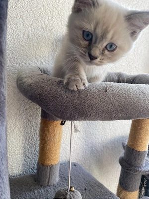 Devon Rex mischlinge BKH