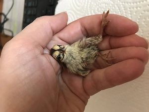 Bruteier Frankolinwachteln 5 Stück 