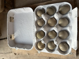 Bruteier chinesische Zwergwachteln (Falben) 12 Stück 