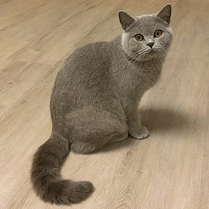 Reinrassige BKH Katze