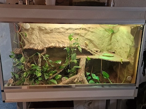 Bartagame incl terrarium und Zubehör 